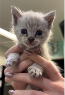 little kitten being helod